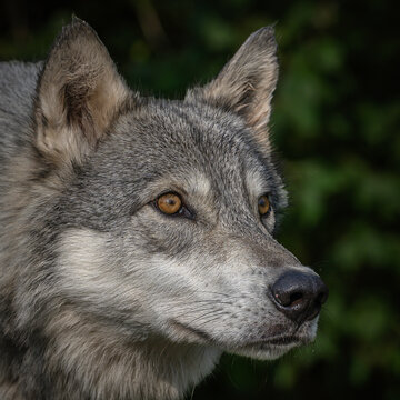 Close-Up Wolves Photos at Sunset