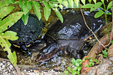 Water Turtles Feeding