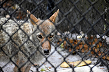 Dingo at Zoo