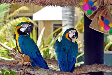 Two Macaw Parrots