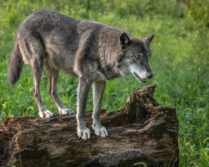 Close-Up Wolves Photos at Sunset