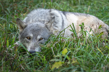 Fototapeta premium Close-Up Wolves Photos at Sunset