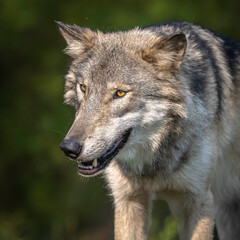 Obraz premium Close-Up Wolves Photos at Sunset