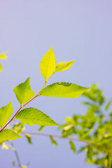 leaves against blue sky