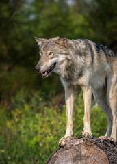Obraz premium Close-Up Wolves Photos at Sunset