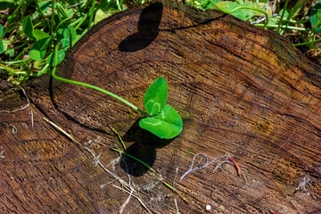 leaf on the stump