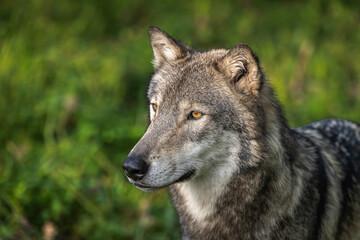 Naklejka na ściany i meble Close-Up Wolves Photos at Sunset