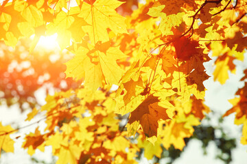 Naklejka na ściany i meble Goldener Herbst