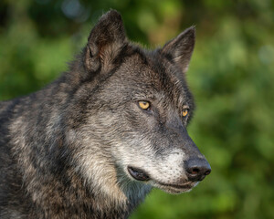 Naklejka na ściany i meble Close-Up Wolves Photos at Sunset