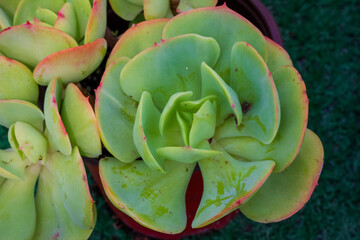 Fototapeta premium Succulent Echeveria'Peach Pride'