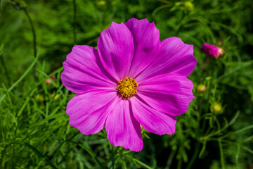 Obraz premium pink cosmos flower