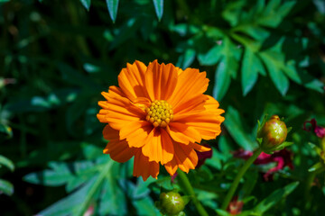 orange flower in the garden