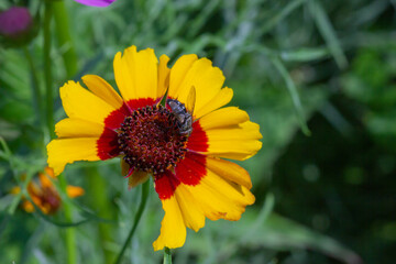 A fruit fly collects nectar on the chrysanthemum