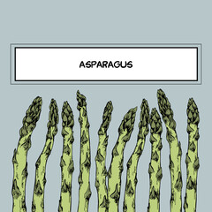 Hand drawn vector illustration of asparagus for diet, organic, vegetarian, green, package design.