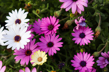 pink and white daisies