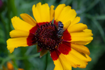 A fruit fly collects nectar on the chrysanthemum