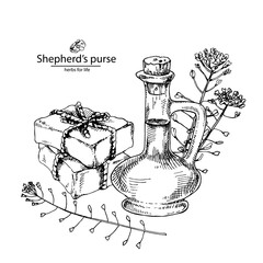 Hand drawn vector illustration of Shepherd's purse oil and soap for cosmetics, medicine, treating, aromatherapy, package design healthcare.