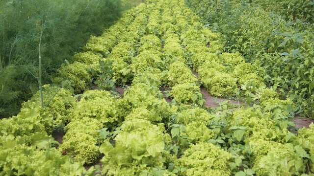 Summertime. Plantations of green letuce salats growing in the farmland. Cultivation of eco organic vegetables. Outdoors. Harvesting.