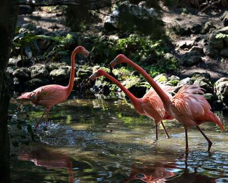 Flamingo bird Stock Photo.  Flamingo birds in water with reflection and background and splashing water. Image. Portrait. Photo. Picture.