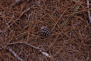 Textured background of the autumn forest floor pine cone on the ground