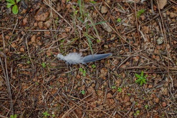 forest floor in fall ground with pine needle over surface 