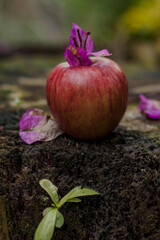 Red apple decorated with pink flowers 