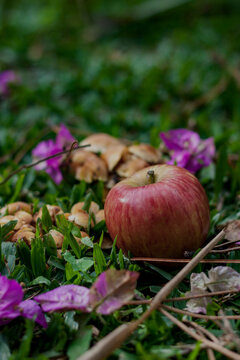 An appple and mushrooms in the woods