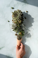 Sempervivum succulent plants in waffle ice cream horn held by hand. Creative flat lay. Direct sunlight with long shadows.