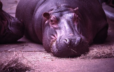 Hippopotamus at rest