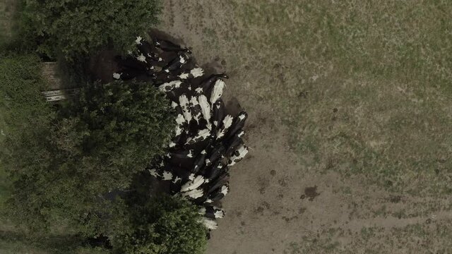 Vache 01 