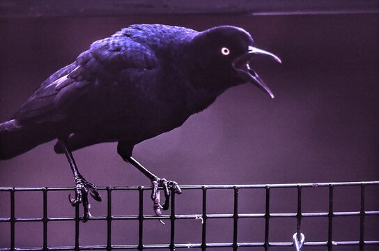 Grackel on a fence