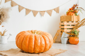 Large pumpkin on a white background. Autumn decor with wooden crates and dry spikelets.