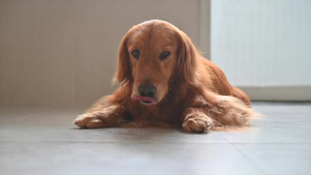 Golden Retriever lying on the floor and licking his paw