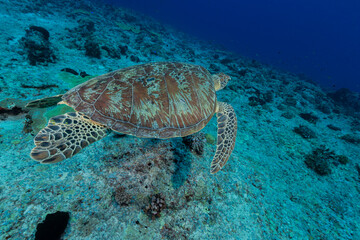 Large green turtle swims over coral reef in Micronesia