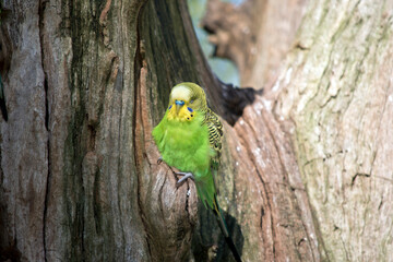 the budgerigar is hiding in a tree hollow