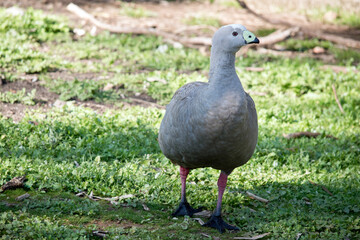 the cape barren goose is searching for food