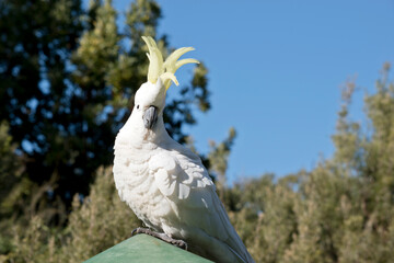 the sulphur crested cockatoo is on a bird feeder