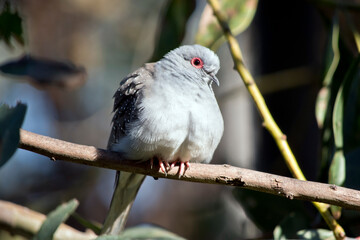 the diamond dove is perched on a tree branch