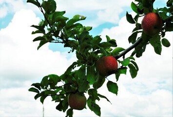 九月の青い空とりんご