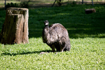 the young emu is sitting on the grass