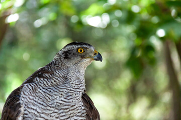オオタカのギョロ目