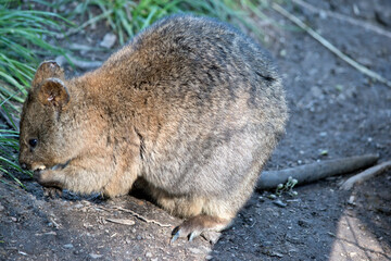 Naklejka premium this is a side view of a quokka