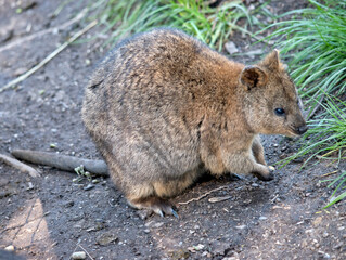 the quokka is a small brown and grey marsupial