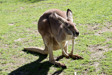 the female red kangaroo is grey