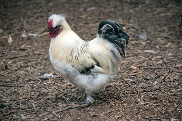 this is a side view of a rooster