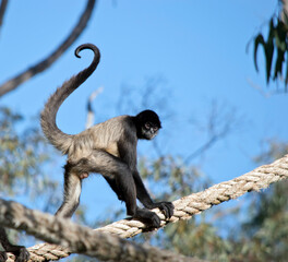 the spider monkey is climbing on a rope