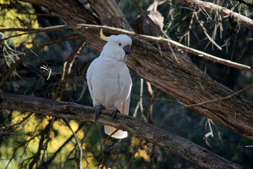 the sulphur crested cockatoo is perched on a branch