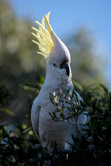 the sulphur crested cockatoo is showing its feathers