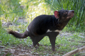 the Tasmanian devil is sniff the air