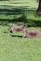 the western grey kangaroos are resting  on grass